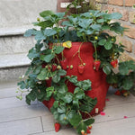 Borsa in feltro non tessuto per piantare fragole 6 tasche