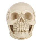 Espositore testa di teschio in resina 19x13x14 cm