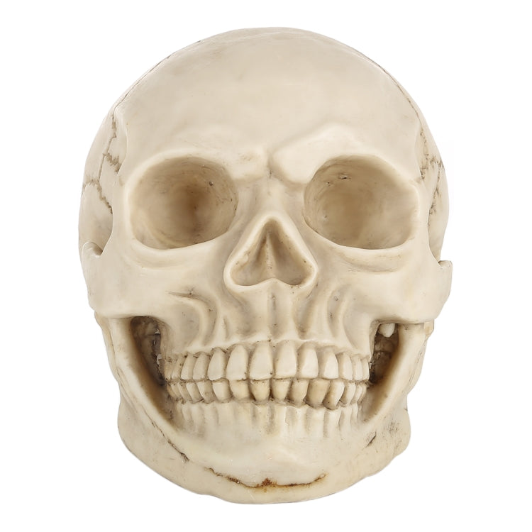 Espositore testa di teschio in resina 19x13x14 cm