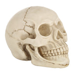 Espositore testa di teschio in resina 19x13x14 cm