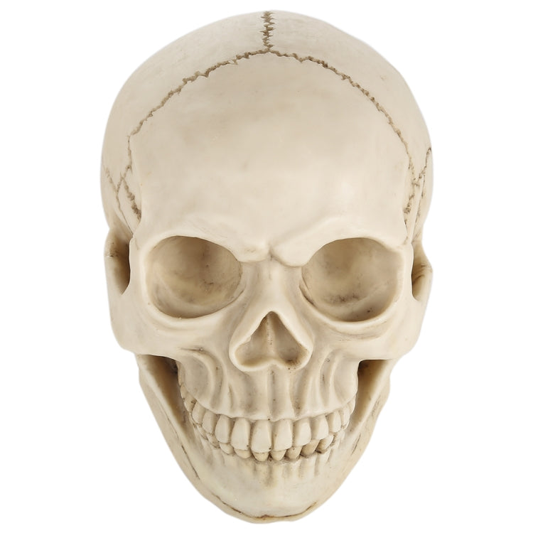 Espositore testa di teschio in resina 19x13x14 cm