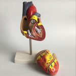 Modello anatomico cuore umano 1:1 con numeri