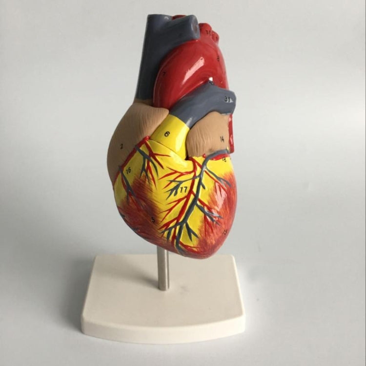 Modello anatomico cuore umano 1:1 con numeri
