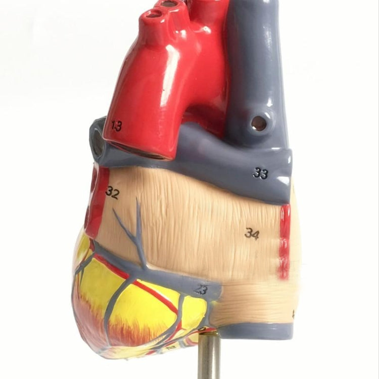 Modello anatomico cuore umano 1:1 con numeri