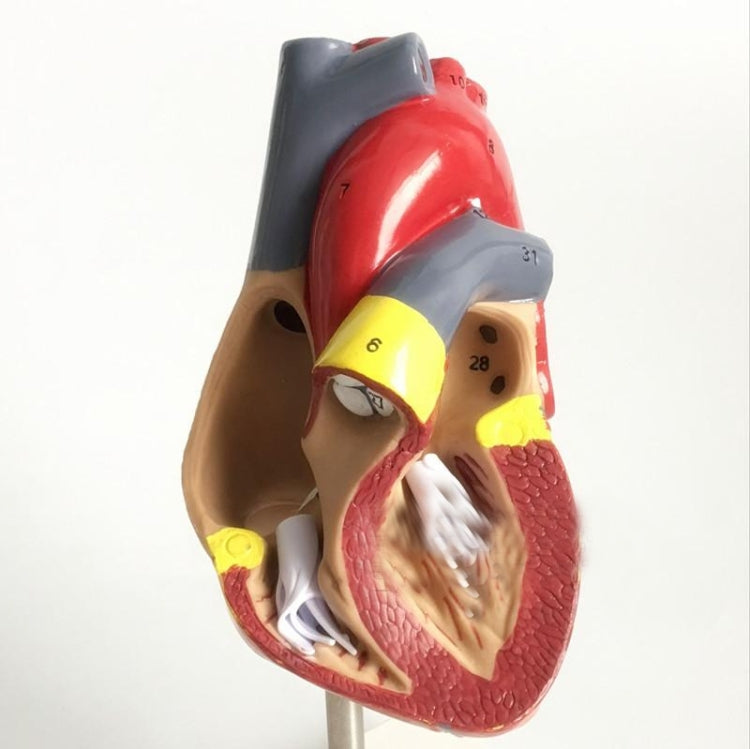 Modello anatomico cuore umano 1:1 con numeri