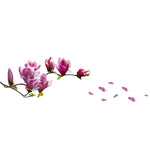 Decalcomanie in PVC Magnolia 150x55 cm rimovibili