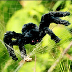 Set 2 ragni di peluche neri per Halloween 60cm