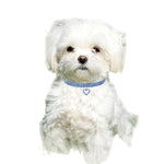 Set 2 collari elastici per cani e gatti S M L