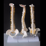 Modello colonna vertebrale umana 45 cm con pelvi