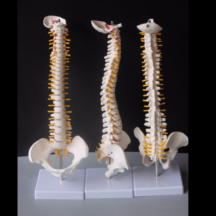 Modello colonna vertebrale umana 45 cm con pelvi