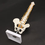 Modello colonna vertebrale umana 45 cm con pelvi