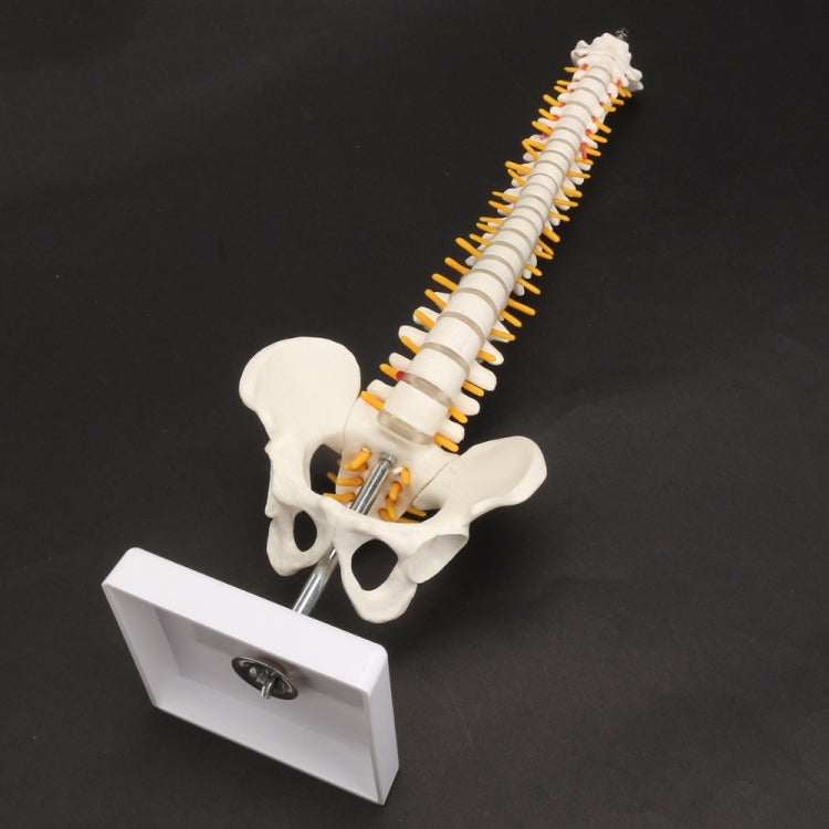 Modello colonna vertebrale umana 45 cm con pelvi