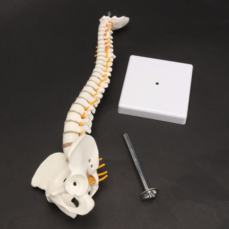 Modello colonna vertebrale umana 45 cm con pelvi