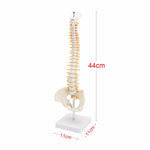 Modello colonna vertebrale umana 45 cm con pelvi