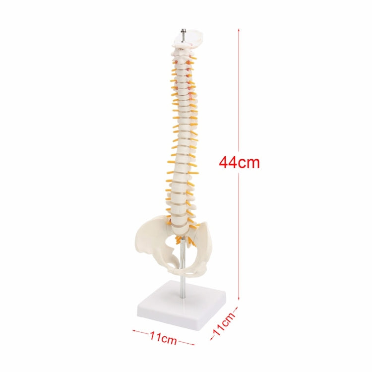 Modello colonna vertebrale umana 45 cm con pelvi