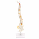 Modello colonna vertebrale umana 45 cm con pelvi