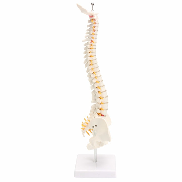 Modello colonna vertebrale umana 45 cm con pelvi