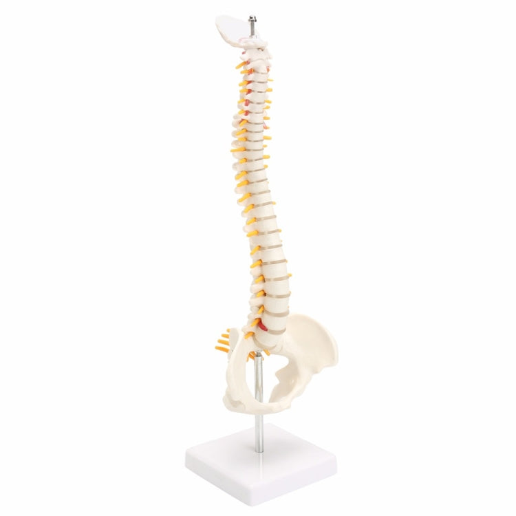 Modello colonna vertebrale umana 45 cm con pelvi