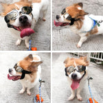 Occhiali da sole per cani e animali domestici