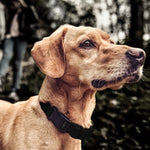 Collare Antiabbaio Ricaricabile per Cani con Impulso Elettrostati