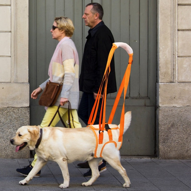 Cintura di assistenza per cani anziani e disabili