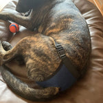 Pantaloni fisiologici traspiranti per cani blu e nero S-XL
