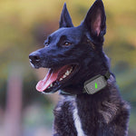 Tappo per abbaiare ricaricabile impermeabile per cani