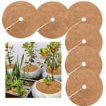 6 PCS / set Pianta Pianta Palma flowerpot Palm da fiori Palma per cocco, Dimensioni: 20 cm