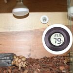 Termometro centigrado e igrometro digitale a forma di rettile con schermo (nero)