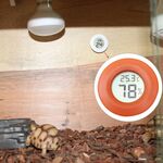 Termometro centigrado e igrometro digitale a forma di rettile con schermo (arancione)