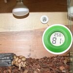 Termometro centigrado e igrometro digitale a forma di rettile con schermo (verde)
