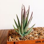 Piante Mini artificiale Aloe plastica Craft Floristry Landscape Garden Family Office Decoration