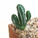 2 PCS artificiale Mini giardino di cactus Paesaggio Home Office Decoration