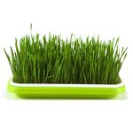 5 pezzi Bean Sprout Germinazione Vassoio Soilless Cultura POT Pentola (verde)