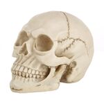 Display gadget Skull Head Hallowmas Prop, dimensioni: 19 (L) x 13 (P) x 14 cm (A) (bianco)