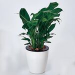 Vasi da fiori pigri Piante in vaso idroponiche ad assorbimento d'acqua automatico Vasi da fiori in plastica in resina circolare Fioriera autoirrigante con design a doppio strato, diametro: 13 cm, altezza: 13,7 cm (bianco)