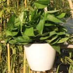 Fioriera autoirrigante Coltiva piante Vasi da fiori pigri Vasi da fiori rotondi in plastica da appendere a parete, dimensioni: 13x8,5x13cm (bianco)