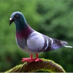 2 PCS Simulazione Foam Pigeon Model Home Garden Ornament Miniature Decor