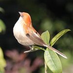 Simulazione Passero Simulazione Piuma Schiuma Uccello Decorazione orticola Consegna a colori casuale