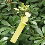 100 pezzi Giardinaggio pianta alberello Seme Seme Appeso Etichetta (Giallo)