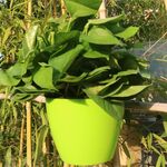 Fioriera autoirrigante Coltiva piante Vasi da fiori pigri Vasi da fiori rotondi in plastica da appendere a parete, dimensioni: 11x8x10,5 cm (verde)