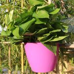 Fioriera autoirrigante Coltiva piante Vasi da fiori pigri Vasi da fiori rotondi in plastica da appendere a parete, dimensioni: 11x8x10,5 cm (viola)