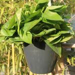 Fioriera autoirrigante Coltiva piante Vasi da fiori pigri Vasi da fiori rotondi in plastica da appendere a parete, dimensioni: 13x8,5x13cm (nero)