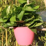 Fioriera autoirrigante Coltiva piante Vasi da fiori pigri Vasi da fiori rotondi in plastica da appendere a parete, dimensioni: 13x8,5x13cm (rosa)