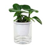 Vaso idroponico per piante grasse con assorbimento automatico dell'acqua, stile: trasparente senza parole