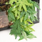 Calzature per animali domestici Aquarium Fish Tance Simulazione di simulazione, stile: T007 20 pollici