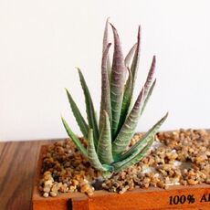 Piante Mini artificiale Aloe plastica Craft Floristry Landscape Garden Family Office Decoration