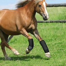 Una coppia ad alta elasticità OK panno morbido anti-collisione anti-collisione cavallo gamba protettiva copertura protettiva cinghie di protezione cavallo protettivo