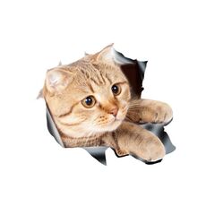 4 PCS Style 3 Small 3D Stereo Cat Auto Sticker Car Body Body Graffio e adesivi occlusibili