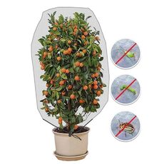 2 PCS Pianta Pianta Cover Cover con coulisse Greenhouse Fruit Bree Bird Cover, Specifica: 1x1.4m (bianco)